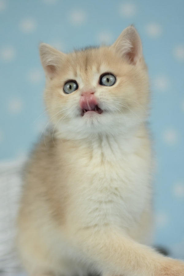 Ugo | British Shorthair Kitten