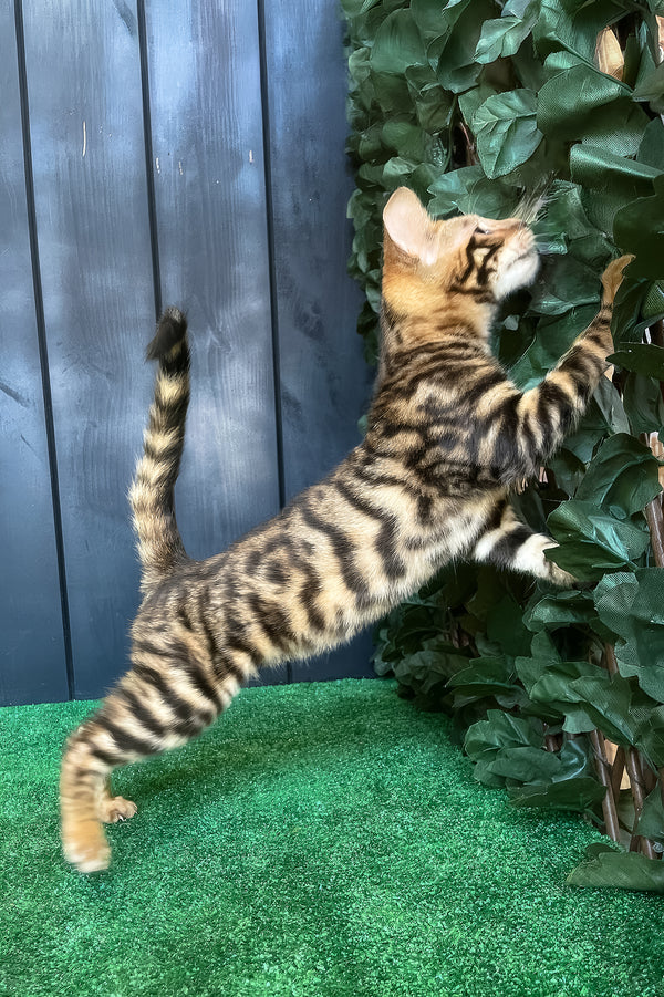 Ugo | Toyger Kitten