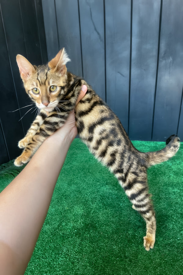 Ugo | Toyger Kitten