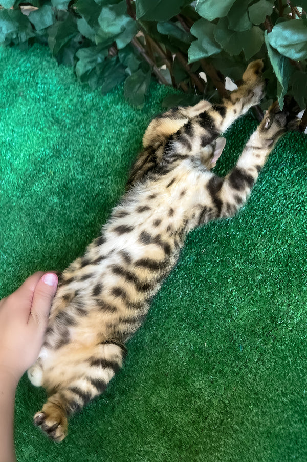 Ugo | Toyger Kitten