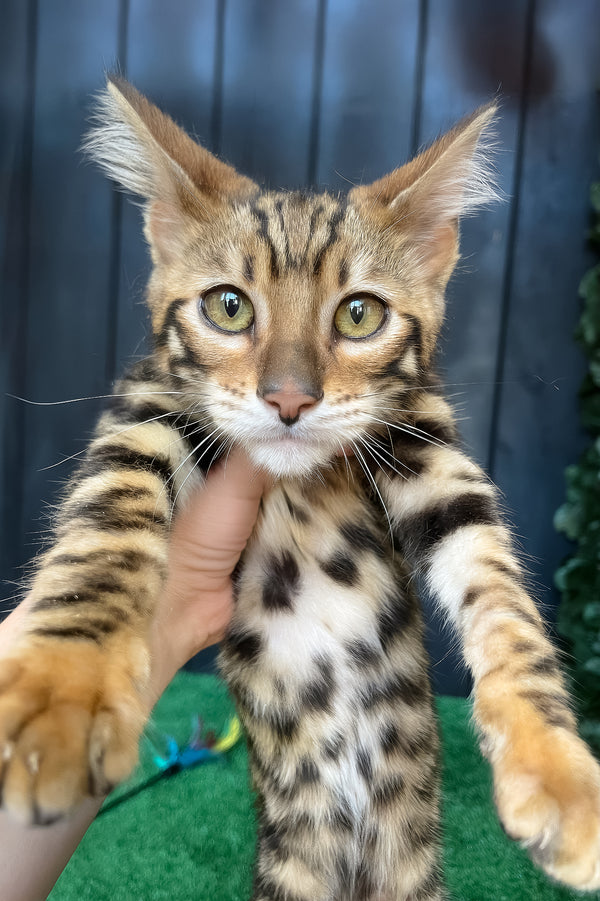 Ugo | Toyger Kitten