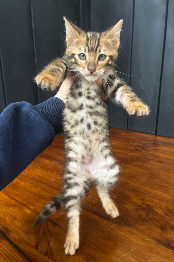 Ugo | Toyger Kitten