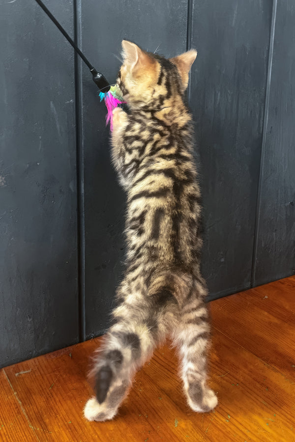 Ugo | Toyger Kitten