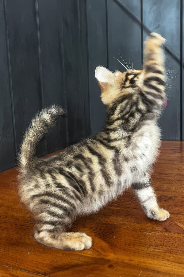 Ugo | Toyger Kitten