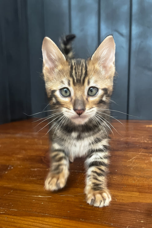 Ugo | Toyger Kitten