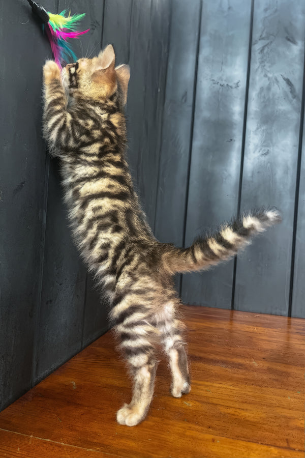 Ugo | Toyger Kitten