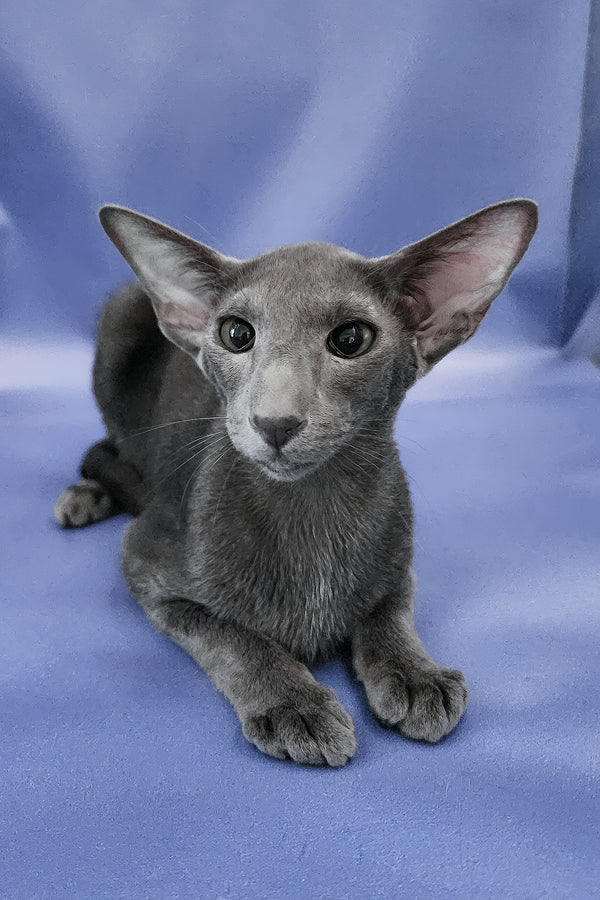 Ugo | Oriental Shorthair Kitten