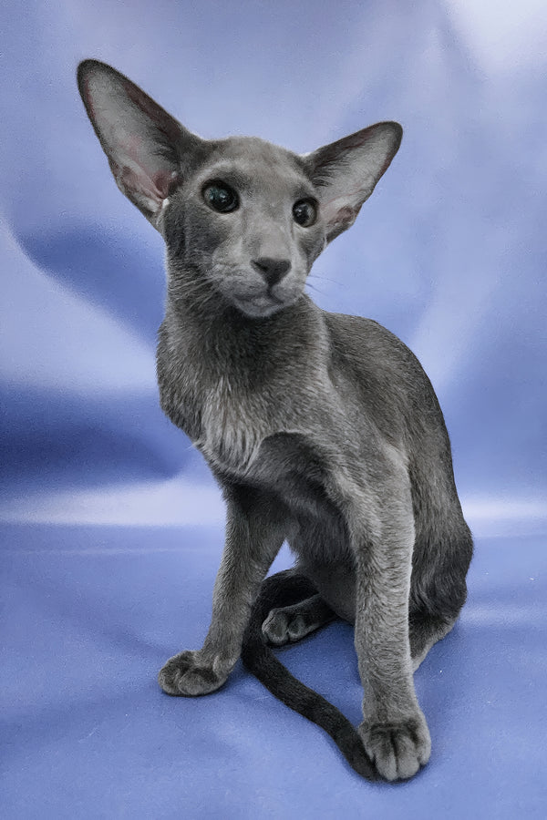 Ugo | Oriental Shorthair Kitten