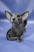 Ugo | Oriental Shorthair Kitten