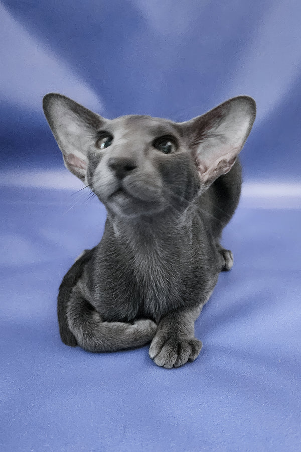 Ugo | Oriental Shorthair Kitten