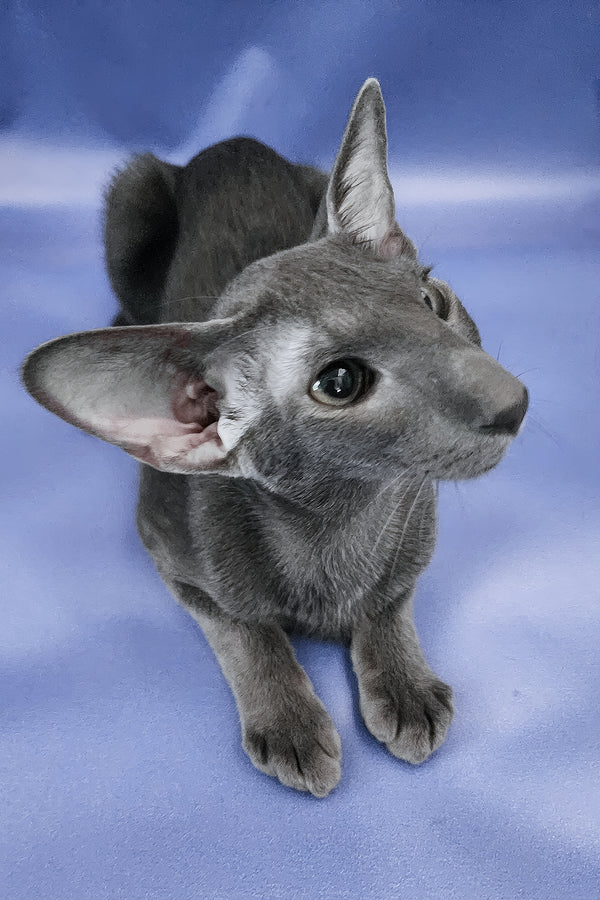 Ugo | Oriental Shorthair Kitten