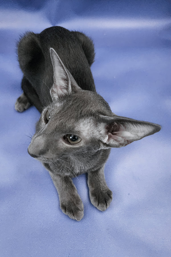 Ugo | Oriental Shorthair Kitten