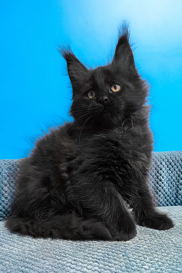 Uri | Maine Coon Kitten