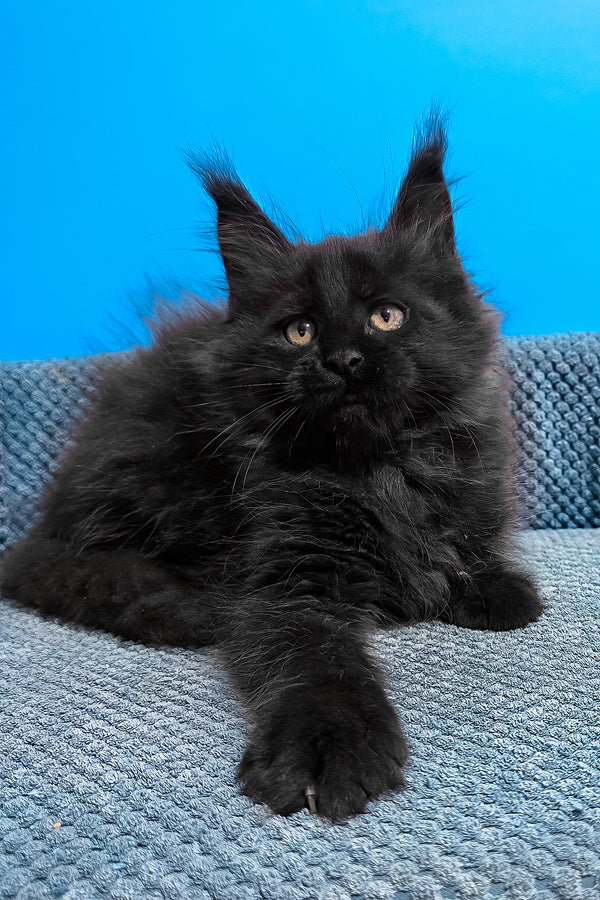 Uri | Maine Coon Kitten