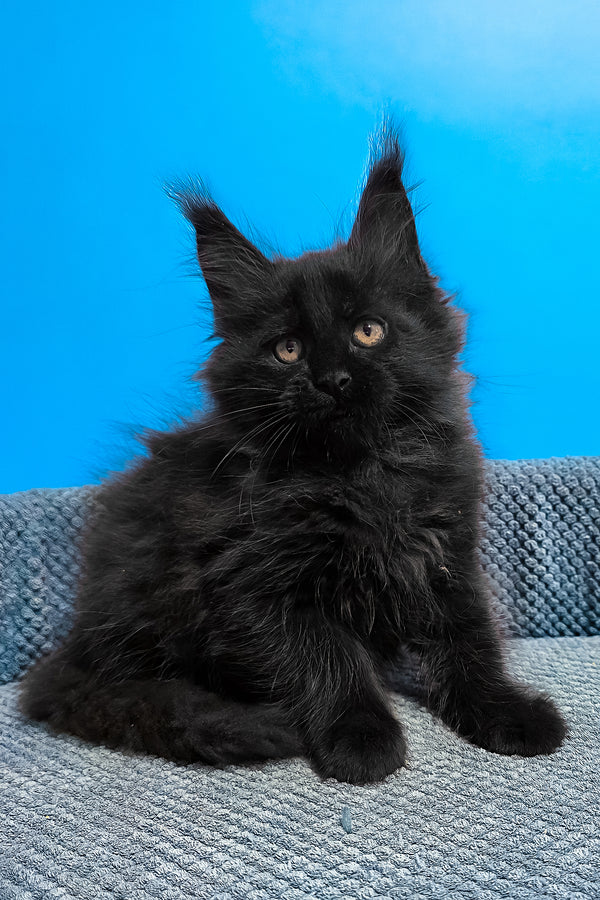 Uri | Maine Coon Kitten