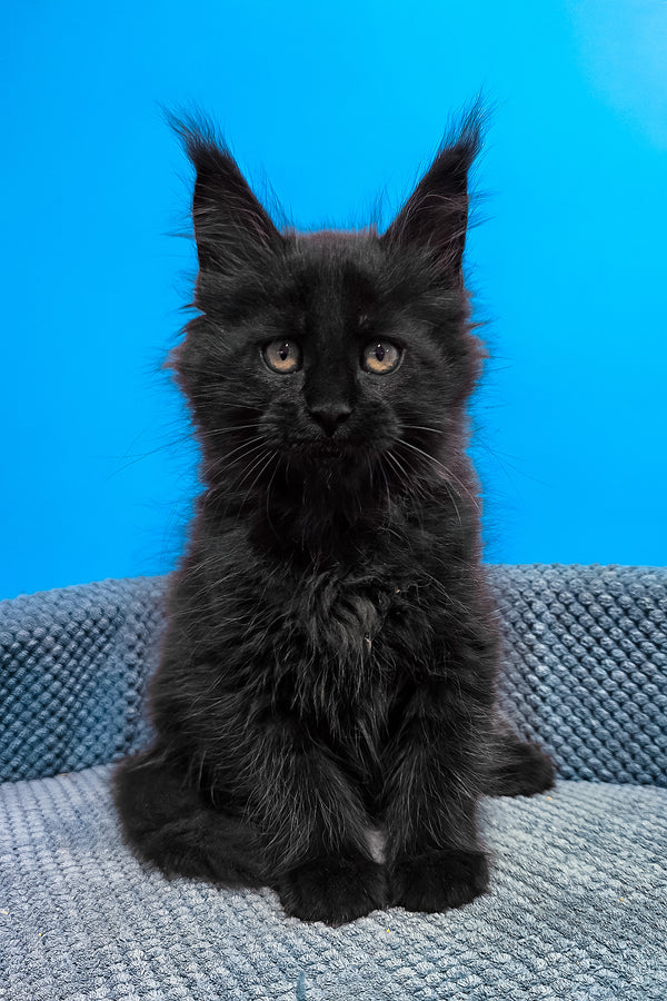 Uri | Maine Coon Kitten