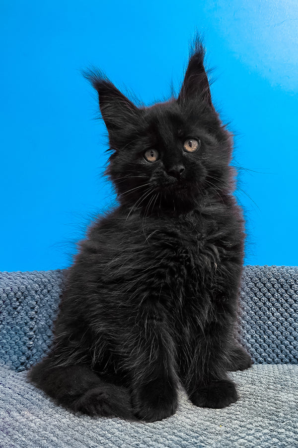 Uri | Maine Coon Kitten