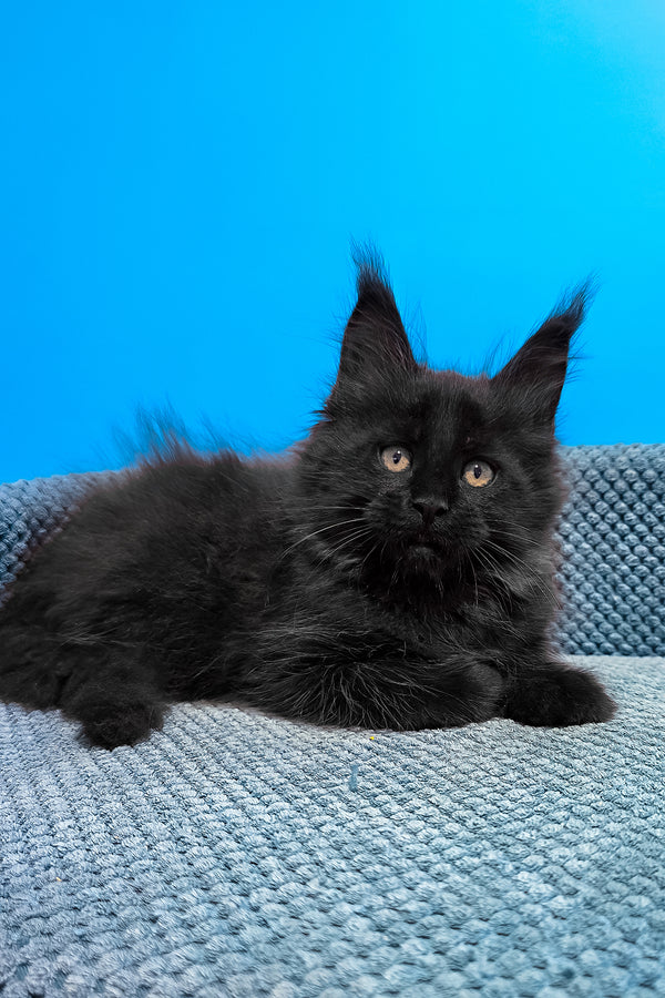 Uri | Maine Coon Kitten