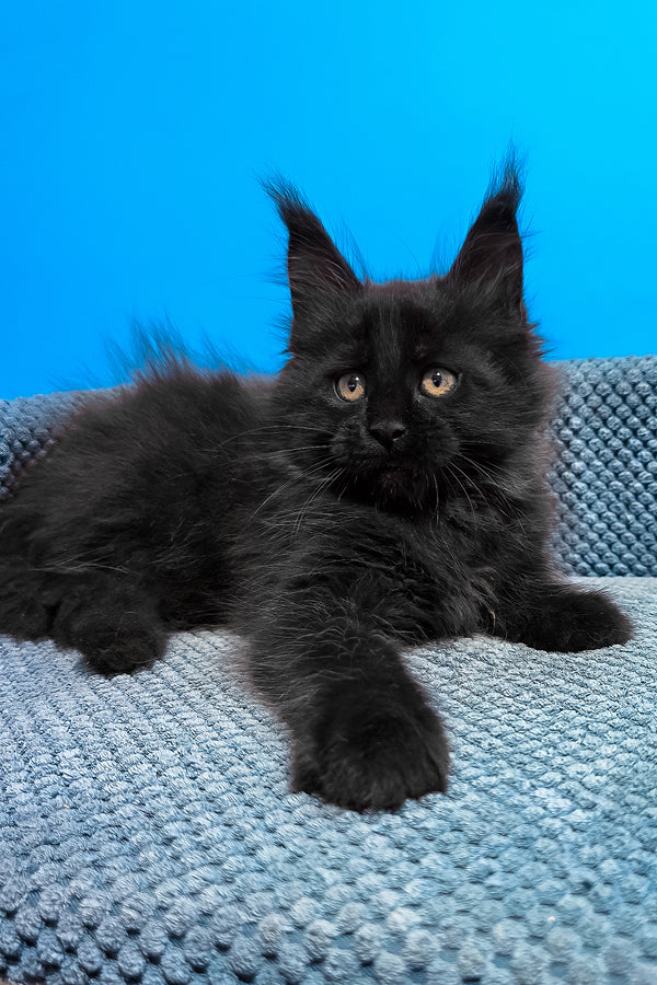 Uri | Maine Coon Kitten