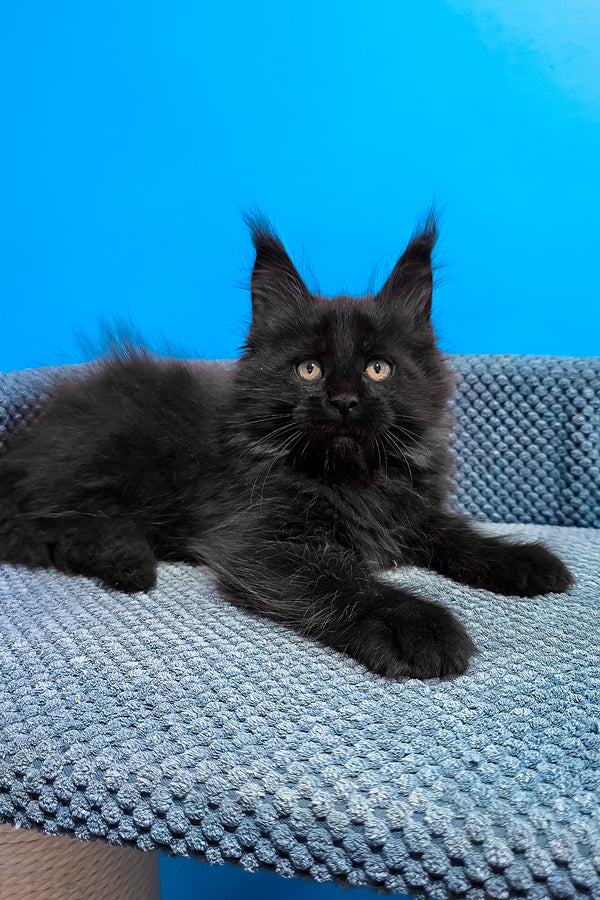Uri | Maine Coon Kitten