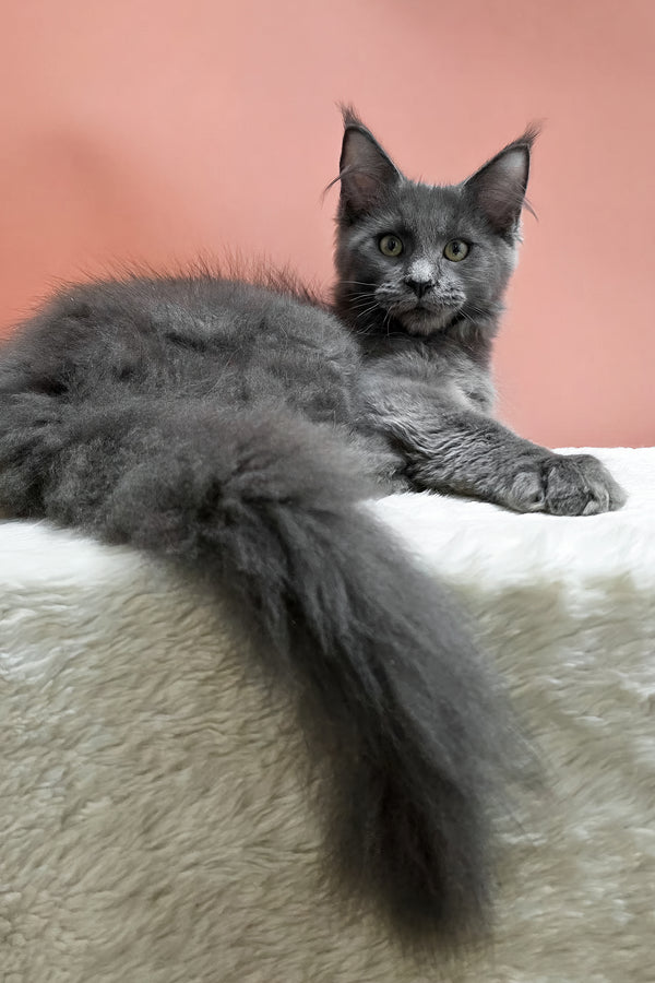 Uiliam | Maine Coon Kitten