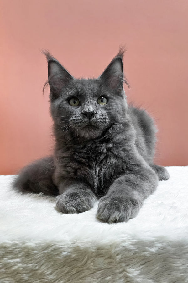Uiliam | Maine Coon Kitten