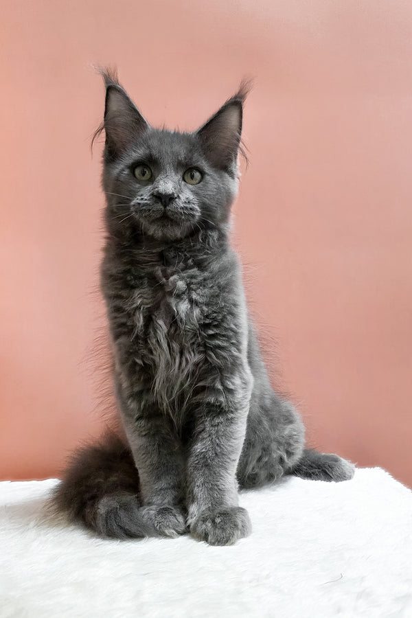 Uiliam | Maine Coon Kitten
