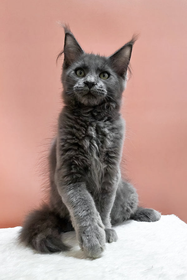 Uiliam | Maine Coon Kitten