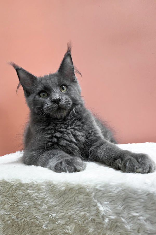 Uiliam | Maine Coon Kitten