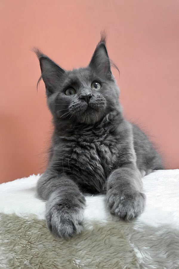 Uiliam | Maine Coon Kitten