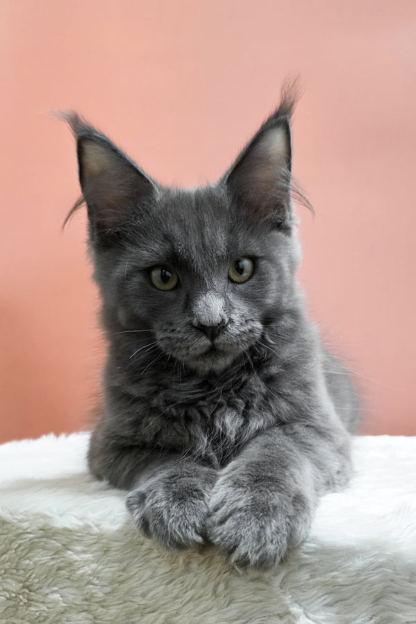 Uiliam | Maine Coon Kitten