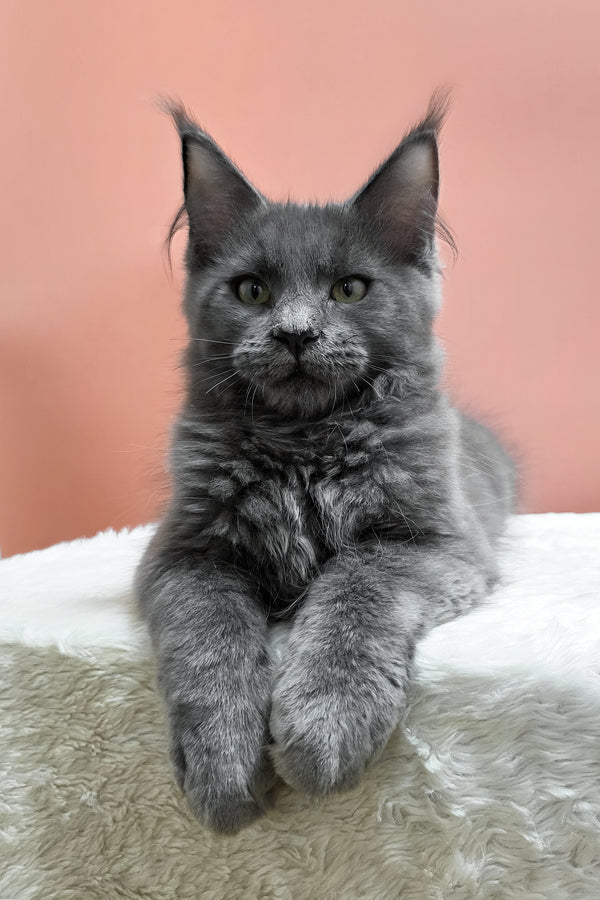 Uiliam | Maine Coon Kitten