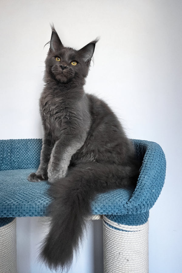 Uiliam | Maine Coon Kitten