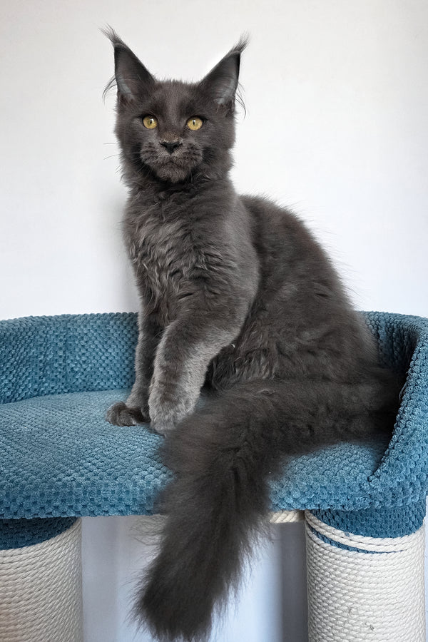 Uiliam | Maine Coon Kitten