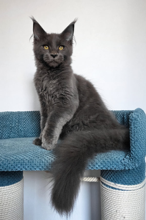 Uiliam | Maine Coon Kitten