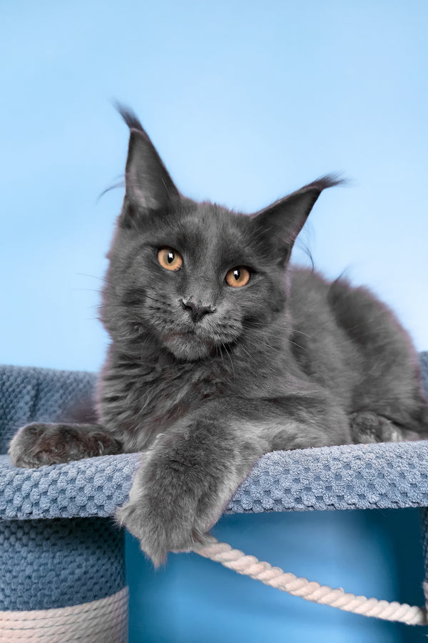 Uiliam | Maine Coon Kitten