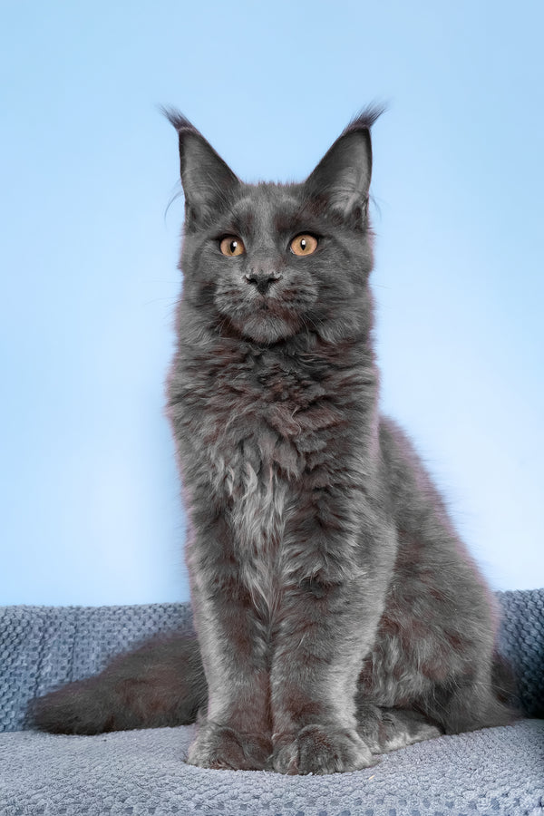 Uiliam | Maine Coon Kitten