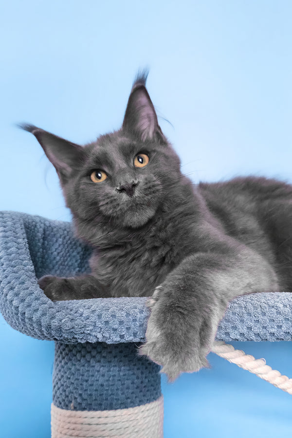 Uiliam | Maine Coon Kitten