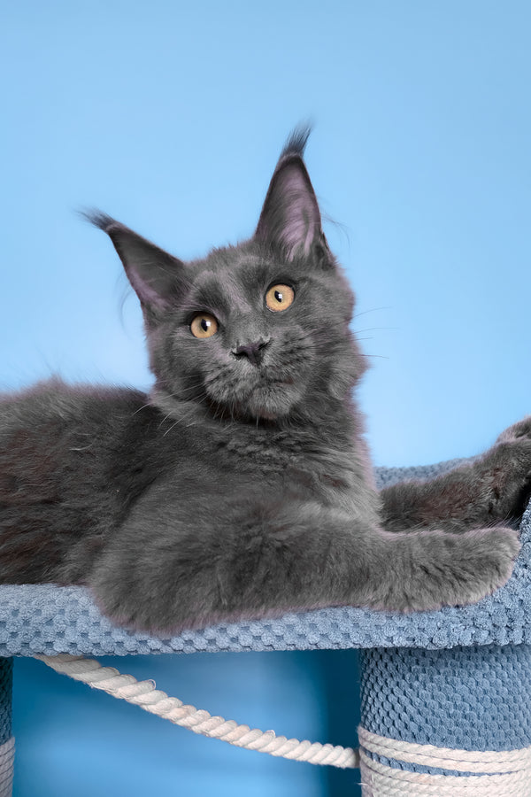 Uiliam | Maine Coon Kitten