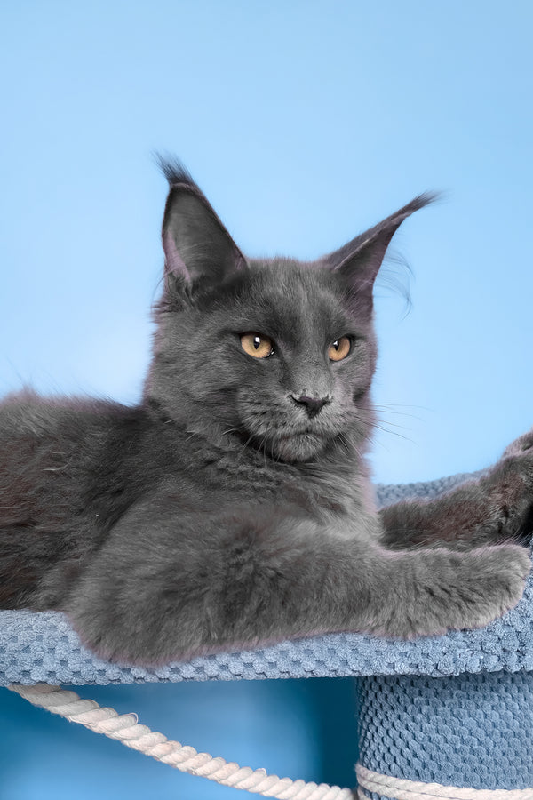 Uiliam | Maine Coon Kitten