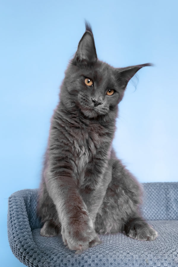 Uiliam | Maine Coon Kitten