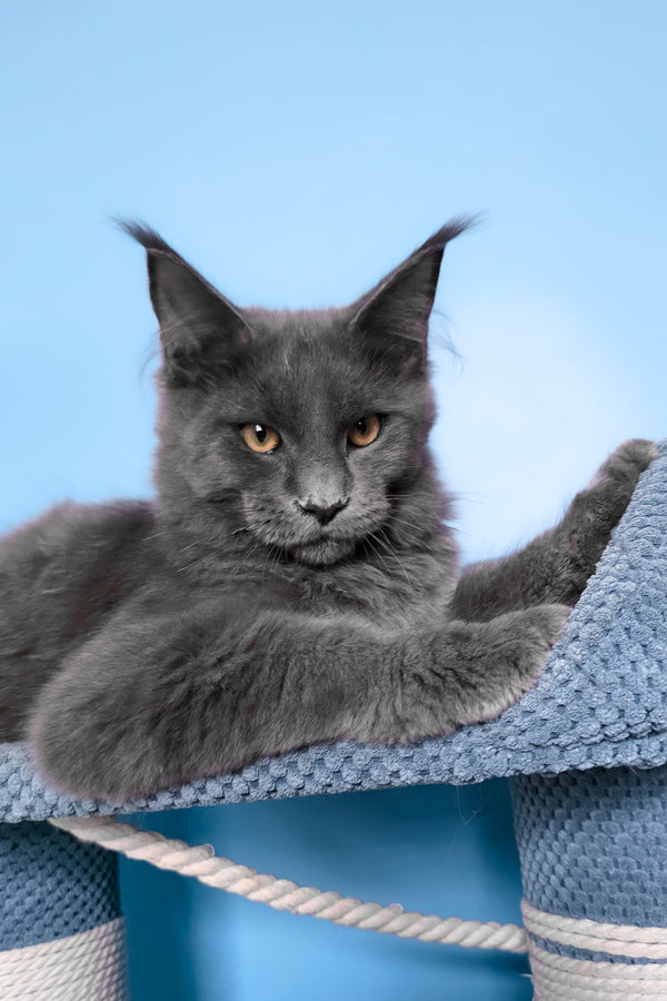 Uiliam | Maine Coon Kitten