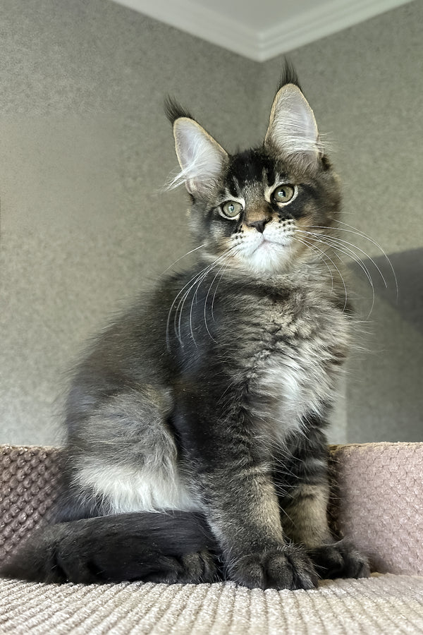 Uilliam | Maine Coon Kitten