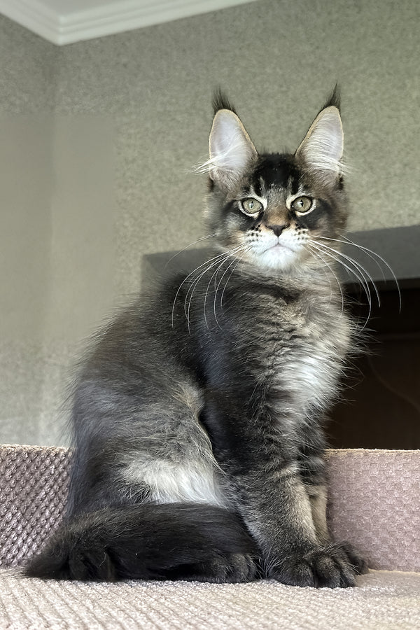 Uilliam | Maine Coon Kitten