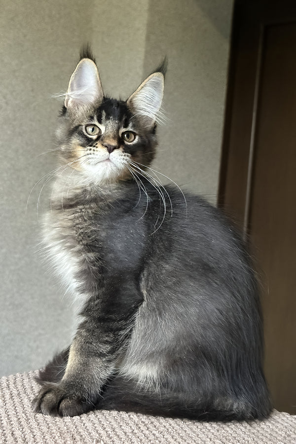 Uilliam | Maine Coon Kitten