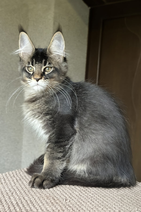 Uilliam | Maine Coon Kitten