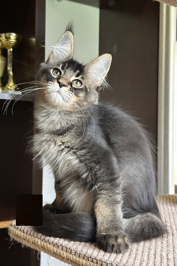 Uilliam | Maine Coon Kitten