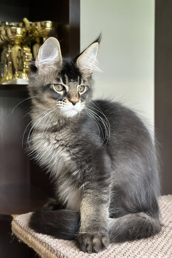 Uilliam | Maine Coon Kitten