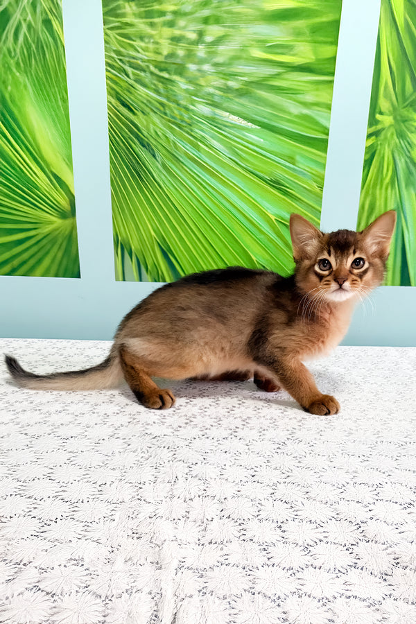 Ukrop | Somali Kitten