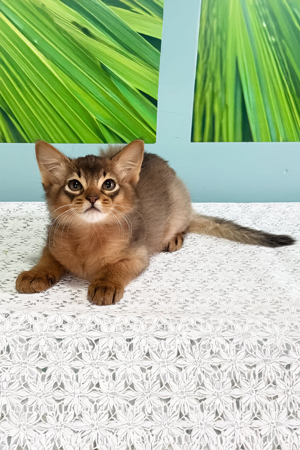 Ukrop | Somali Kitten